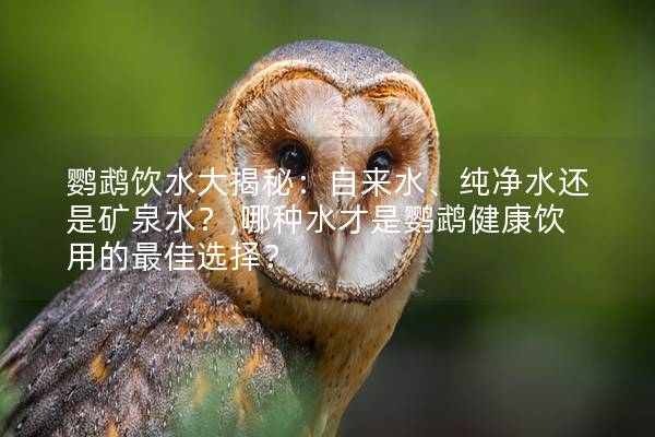 鸚鵡飲水大揭秘：自來水、純凈水還是礦泉水？,哪種水才是鸚鵡健康飲用的最佳選擇？